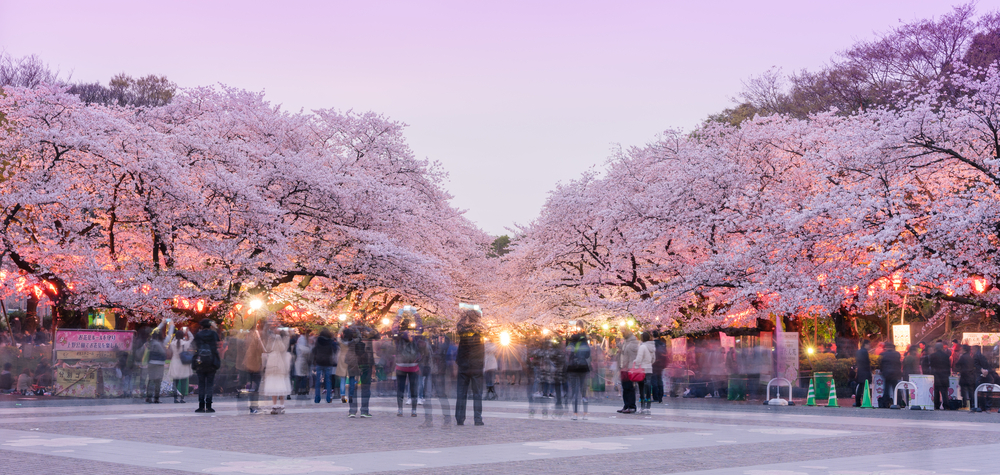 Cerisier-en-fleurs-Tokyo