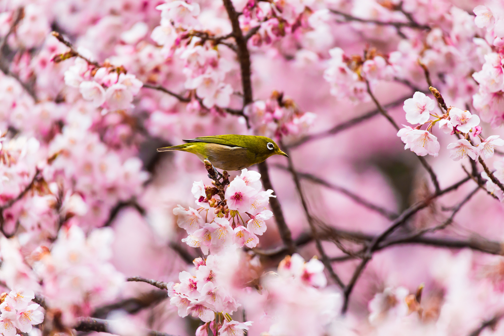 Cerisier-en-fleurs-Tokyo